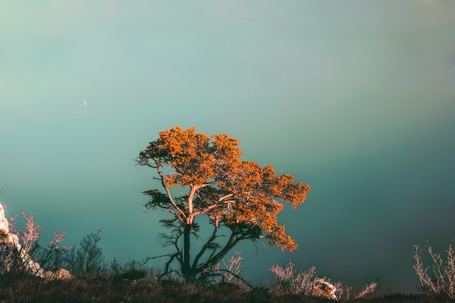Tree in a field to illustrate DOM structure
